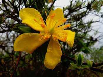 Close-up of yellow flowers