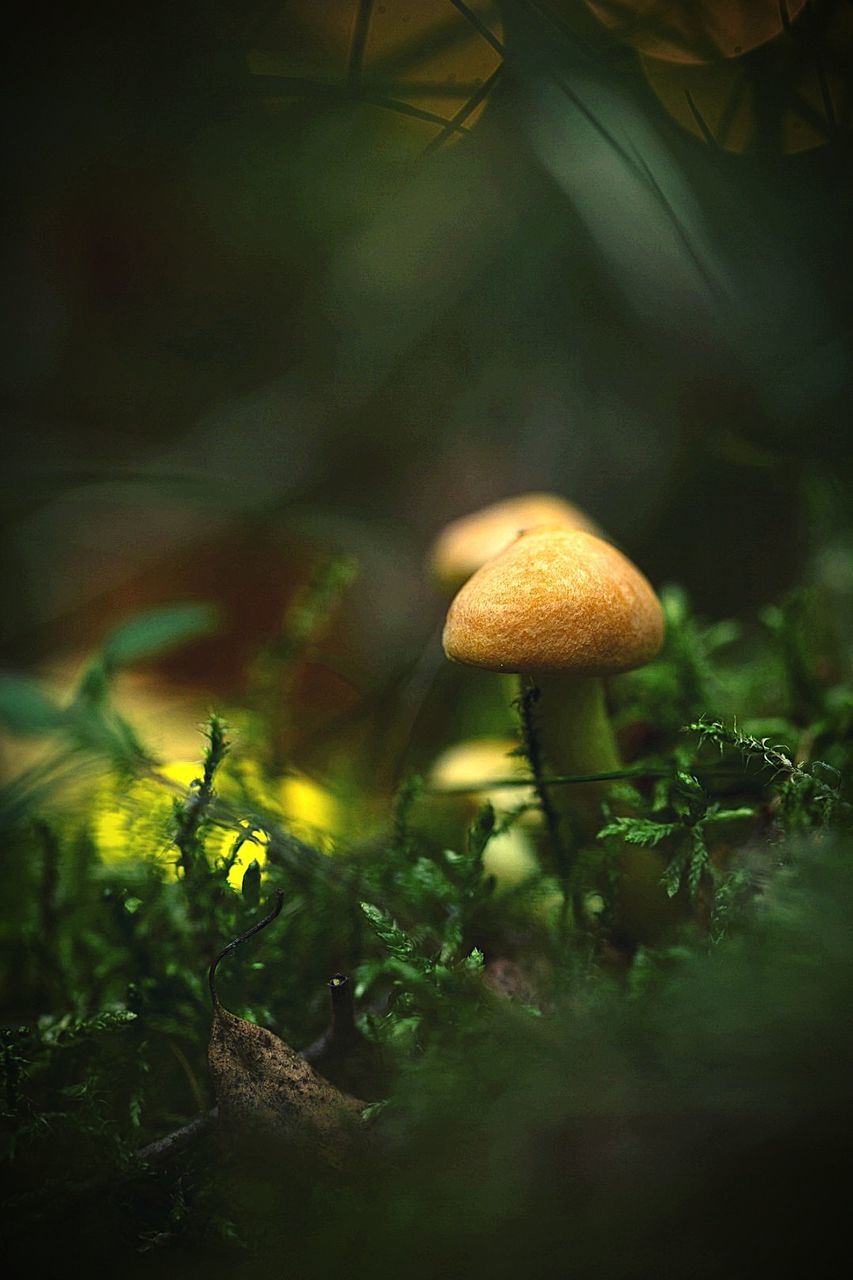 mushroom, fungus, vegetable, growth, plant, food, selective focus, land, nature, close-up, toadstool, beauty in nature, no people, freshness, day, food and drink, vulnerability, field, tree, fragility, outdoors, surface level