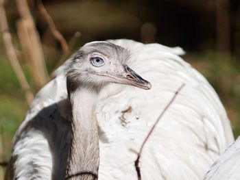 Close-up of a bird