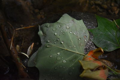 Close-up of raindrops on leaves