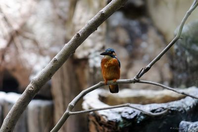 Close-up of bird perching on branch