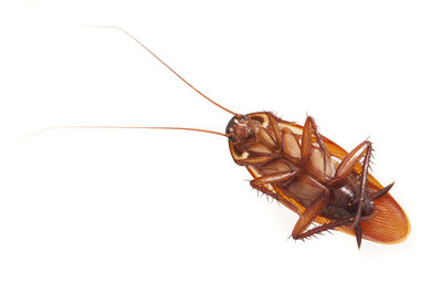 Close-up of insect over white background