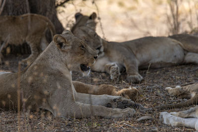 Lion family on field in forest