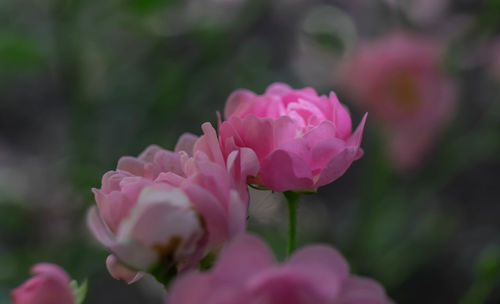 Close-up of pink flowers blooming outdoors