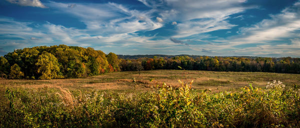 Scenic view of field against sky