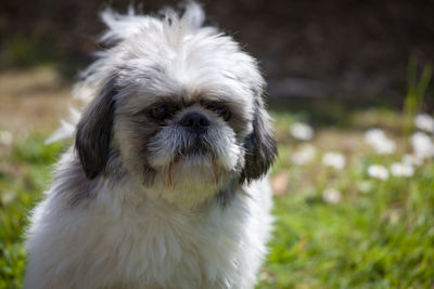 Close-up portrait of dog