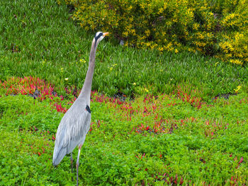 View of a bird on field