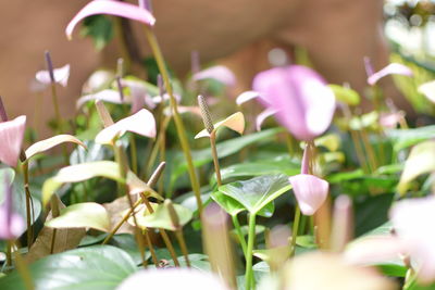 Close-up of pink flowering plant