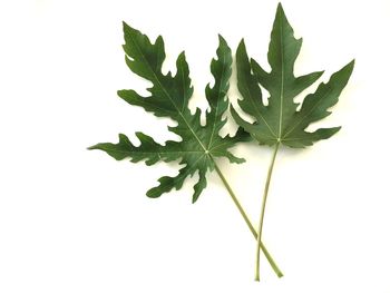 Close-up of leaves against white background