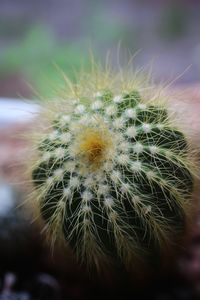 Close-up of dandelion on cactus