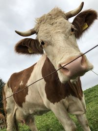 Cow in a field