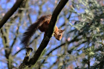 Low angle view of squirrel on tree