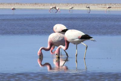 View of birds on beach