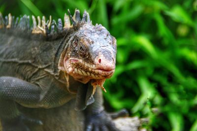 Close-up of a turtle looking away