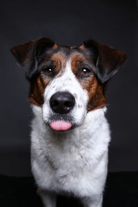 Close-up portrait of dog sitting against black background