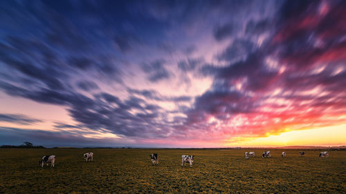 Scenic view of sunset over sea