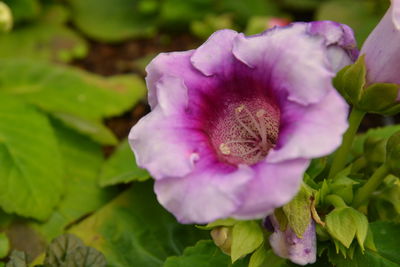 Close-up of purple flower