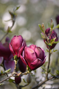 Close-up of pink flowering plant