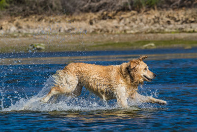Side view of lion running in water