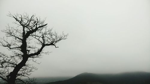 Low angle view of bare tree against clear sky