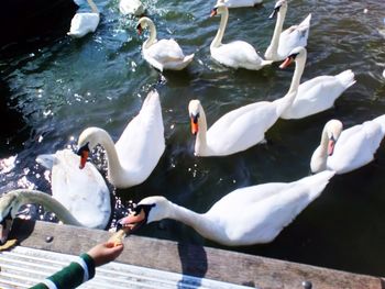 High angle view of swans swimming in lake