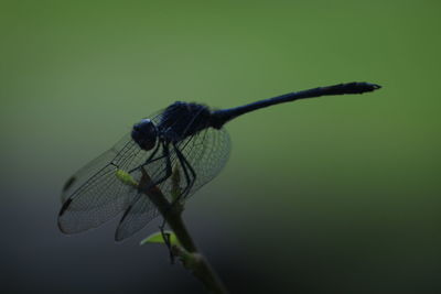 Close-up of damselfly on leaf