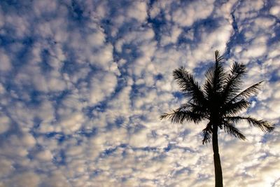 Low angle view of palm tree against sky