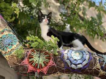 Portrait of a cat on a tree in alacati