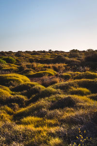 Scenic view of field against clear sky