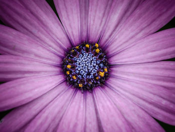 Full frame shot of purple flower