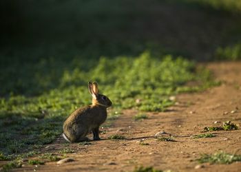 Wild rabbit in field