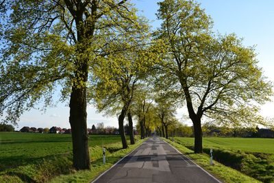 Road amidst trees against sky