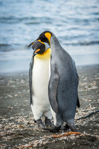 King penguin gently resting head on another