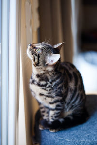 Close-up of a cat looking away