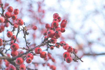 Low angle view of red berries on tree