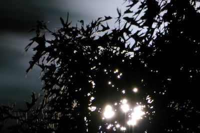 Low angle view of trees against sky