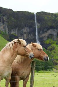 Horse grazing on grassy field