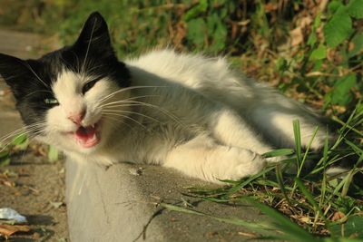 Close-up of a cat looking away