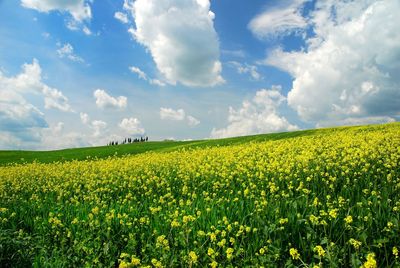 Scenic view of yellow flower field against sky