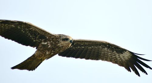 Low angle view of eagle flying against clear sky