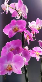 Close-up of pink orchid flowers