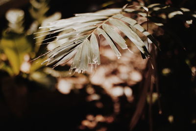 Close-up of plants at night