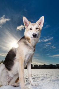 Portrait of dog standing against sky