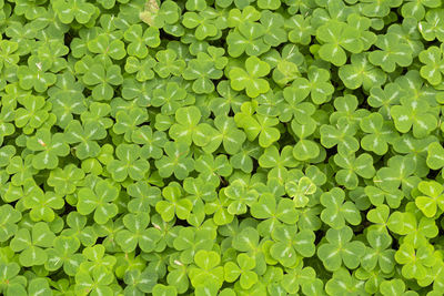 Close-up of a forest ground entirely covered with a multitude of lush green clover
