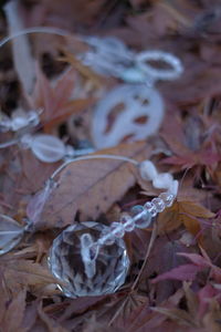 Close-up of dried plant
