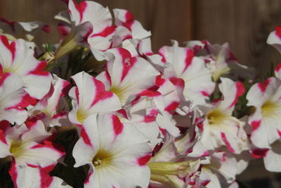 Close-up of flowers