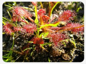 Close-up of red flowers