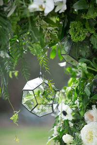 Close-up of fresh green plants