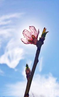 Close-up of hand holding flower against sky