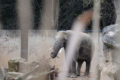 Elephant in the zoo